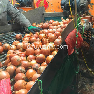 Bawang kuning segar 6-8cm